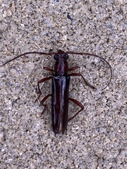 Aneflomorpha