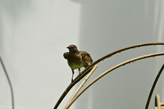 Turdus ignobilis