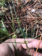Cyperus filiculmis