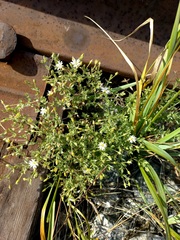 Stellaria dichotoma