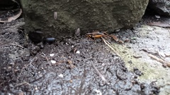 Gryllidae