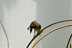 Turdus ignobilis