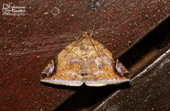 Bastilla circumsignata