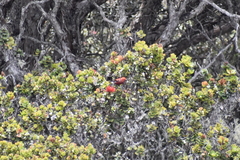 Himatione sanguinea
