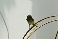 Turdus ignobilis