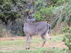 Odocoileus virginianus goudotii