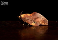 Gastropacha leopoldi