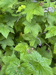 Ribes bracteosum
