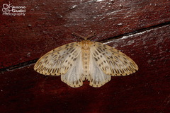 Psilochira venusta