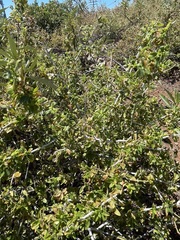 Ceanothus lemmonii
