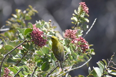 Chlorodrepanis virens