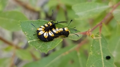 Acronicta funeralis