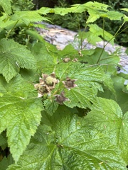 Ribes bracteosum