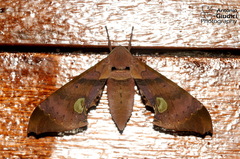 Daphnusa ocellaris