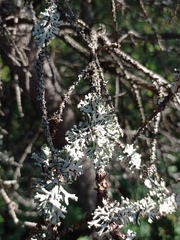 Hypogymnia tubulosa