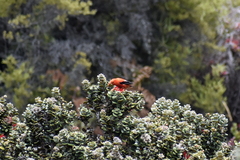 Drepanis coccinea