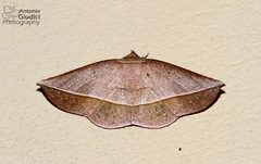 Sarcinodes