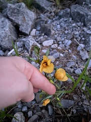 Chamaecrista fasciculata