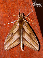 Elibia dolichus
