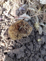 Arthropoda