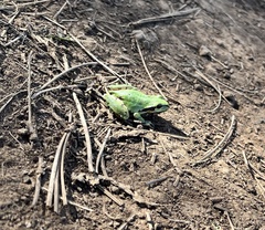 Hyla wrightorum