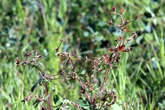 Geranium viscosissimum