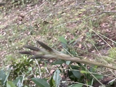 Tillandsia bartramii