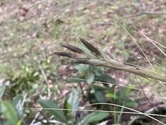 Tillandsia bartramii
