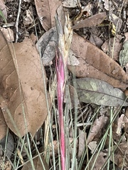 Tillandsia bartramii