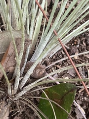 Tillandsia bartramii