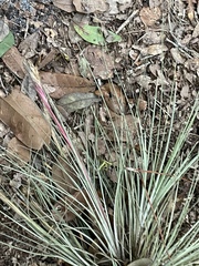 Tillandsia bartramii