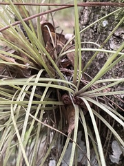 Tillandsia bartramii