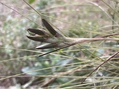 Tillandsia bartramii