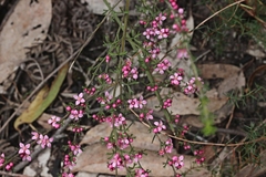 Cyanothamnus anemonifolius