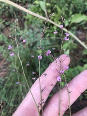 Desmodium strictum