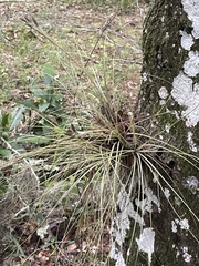 Tillandsia bartramii