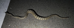 Crotalus tigris