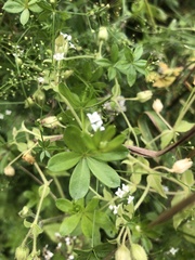 Galium aparine
