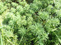 Myriophyllum aquaticum