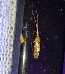 Polycentropodidae