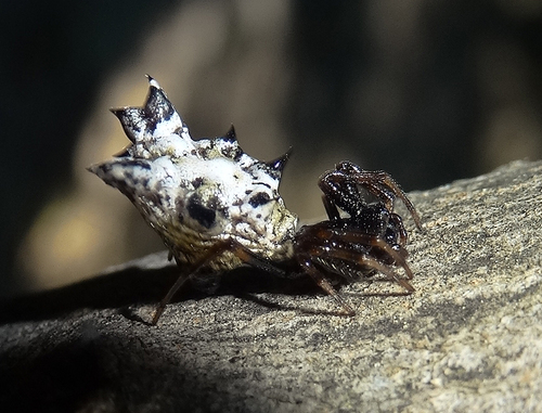 Myday公式アカウント02様 アナスイ メアリー バタフライ キルティング Spined Micrathena (Micrathena gracilis) · iNaturalist