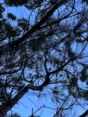 Dracophyllum longifolium