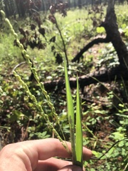 Paspalum bifidum