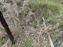 Pseudechis porphyriacus