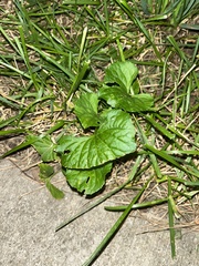 Violaceae