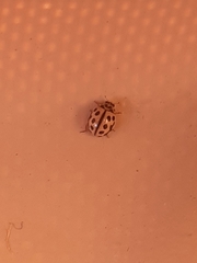 Tytthaspis sedecimpunctata