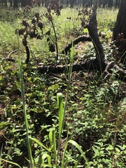 Paspalum bifidum