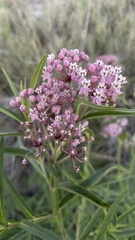 Asclepias incarnata incarnata