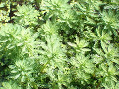 Myriophyllum aquaticum