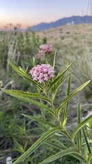 Asclepias incarnata incarnata